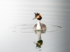 Podiceps Cristatus — Congis-sur-Thérouanne 