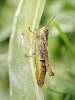 Chorthippus Apricarius — 20250812 — 50 × 70 cm