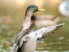 Anas Platyrhynchos — Bois de Boulognes — 60 × 40 cm