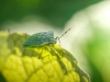 Nezara Viridula — Cheny — 40 × 30 cm