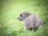 Marmota Marmota — 20250811 — 40 × 30 cm