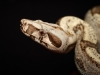 Boa Constrictor Operator — 20251115-2025-11-15 — 40 × 30 cm