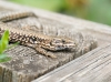 Podarcis Muralis — 20250521 — 60 × 40 cm