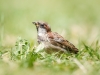 House Sparrow in 20250812 — 40 × 30 cm