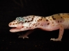 Eublepharis Macularius — 20251114-2025-11-15 — 70 × 50 cm