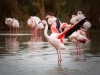 Phoenicopterus Roseus — 20251201 — 60 × 40 cm