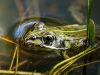 Water Frog in Mézières-en-Brenne — 60 × 40 cm