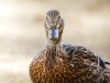 Landscape of Clairvaux-les-Lacs — 60 × 40 cm