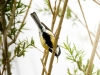 Parus Major — Congis-sur-Thérouanne 