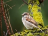 House Sparrow in 20251201 — 70 × 50 cm