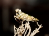 Pseudocreobotra Wahlbergii — 70 × 50 cm