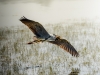 Grey Heron in Rosnay — 40 × 30 cm
