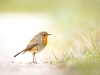 European Robin in 20251201 — 70 × 50 cm