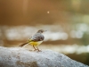 Motacilla Cinerea — Les Planches-en-Montagne — 60 × 40 cm