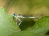 Platycnemis Pennipes — Cheny — 60 × 40 cm