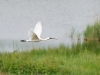 Platalea Leucorodia — 20250518 — 70 × 50 cm