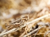 Chorthippus Biguttulus Group — Cheny — 70 × 50 cm