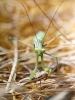 European Praying Mantis in Venoy — 50 × 70 cm