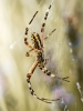 Wasp Spider in Venoy — 50 × 70 cm