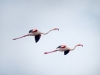 Phoenicopterus Roseus — 20251201 — 60 × 40 cm