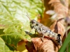 Melanoplus Frigidus — 20250811 — 60 × 40 cm