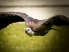 Gyps Fulvus — 20251014 — 60 × 40 cm