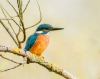 Alcedo Atthis 18 — Vergigny — 70 × 50 cm