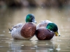 Anatidae Indet — 20251201 — 70 × 50 cm