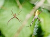 Wasp Spider in 20250722 — 40 × 30 cm