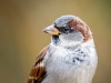 House Sparrow in 20251201 — 70 × 50 cm