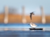 Calidris Alba — 20251205 — 70 × 50 cm