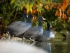 Fulica Atra — Bois de Boulognes — 60 × 40 cm