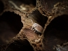 Porcellio Hoffmannseggi — 70 × 50 cm