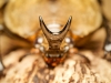 Megasoma Anubis — 20251026 — 60 × 40 cm