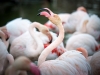 Phoenicopterus Roseus — 20251201 — 60 × 40 cm