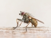 Coenosia Tigrina — 20250720 — 70 × 50 cm