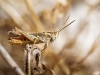 Chorthippus Biguttulus — Cheny — 40 × 30 cm