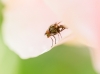 Anthomyiidae Indet. — 20250521 — 70 × 50 cm