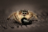 Tronc Turquoise — 20250124,25-MARVIN Phidippus Regius Okeechobee — 40 × 30 cm