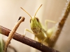 Chorthippus Biguttulus Group — Cheny — 70 × 50 cm