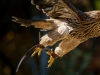 Aquila Chrysaetos — 20251014 — 40 × 30 cm