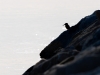 Alcedo Atthis — 20251204 — 60 × 40 cm