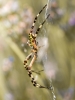 Wasp Spider in Venoy — 50 × 70 cm