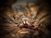 Euphrynichus Bacillifer — 40 × 30 cm