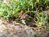 Common Vole in Les Planches-en-Montagne — 60 × 40 cm