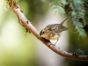 European Robin in Menétrux-en-Joux — 40 × 30 cm