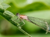 Ischnura Elegans — 20250516 — 70 × 50 cm