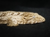 Rhacodactylus Auriculatus — 20251115-2025-11-15 — 70 × 50 cm