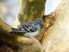 Columba Livia Var. Domestica — Migennes