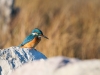 Alcedo Atthis — 20251205 — 70 × 50 cm